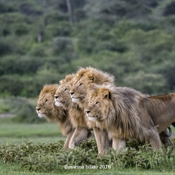 Marino Bilato vincitore assoluto del National Geographic 2018